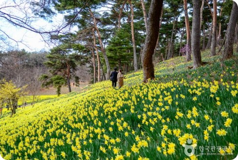 서산 유기방 가옥 수선화 축제 가격