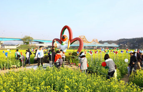 창녕유채꽃