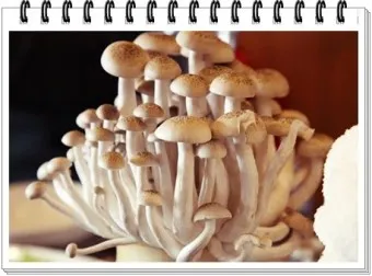 만가닥버섯 효능_10