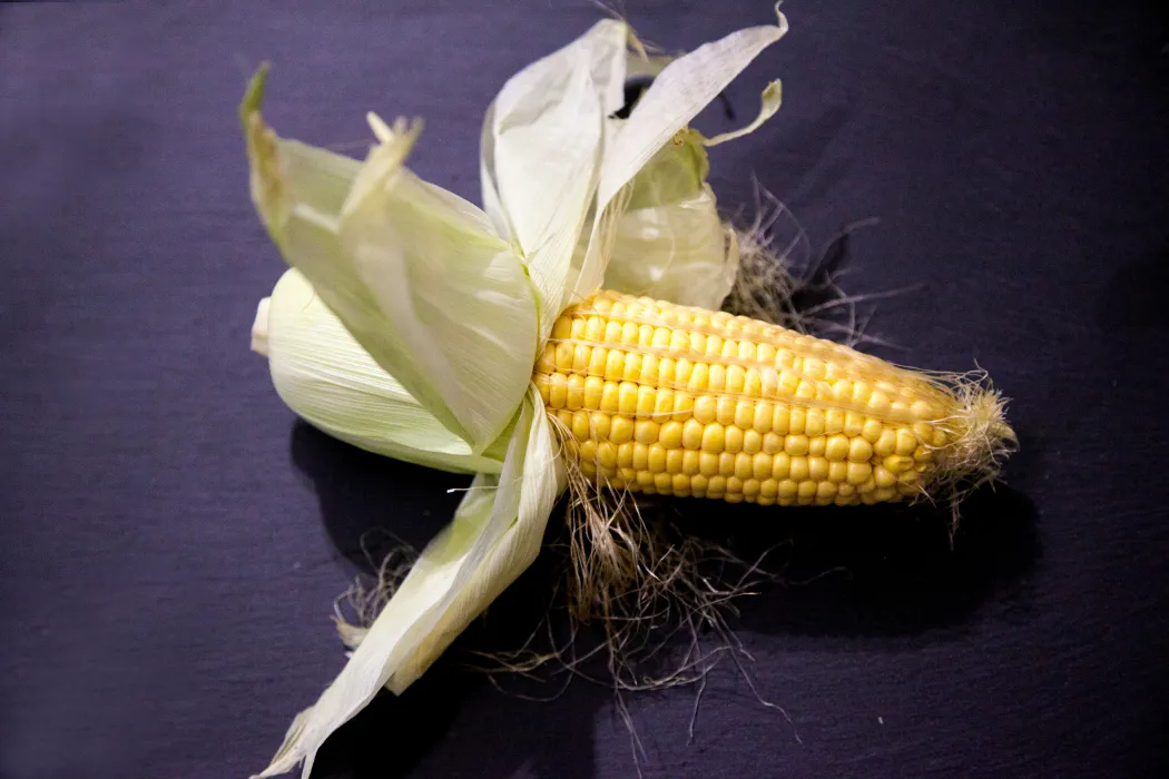 옥수수-효능-부작용-하루-섭취량-관련-사진