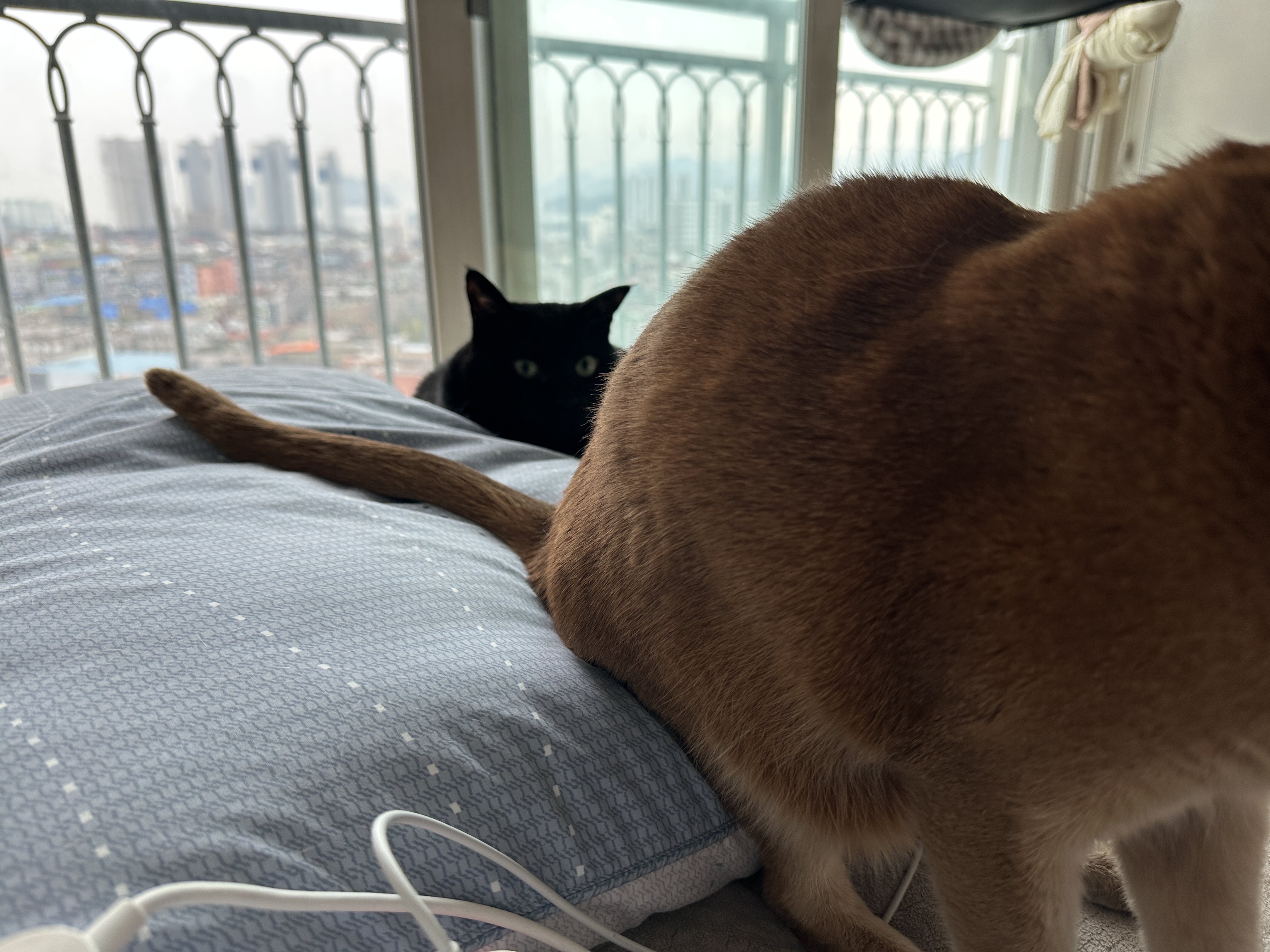 베개_깔고_앉아_있는_고양이