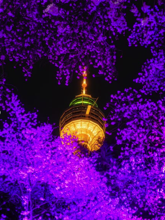 대구 이월드 벚꽃 축제