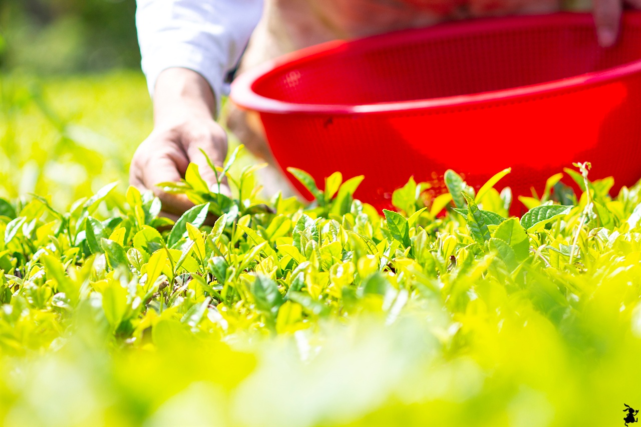 쓴맛이 강하고 건강에 도움되는 고다-동의보감 작설차