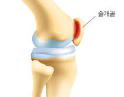 콜라겐의-효능-콜라겐-부작용-건강