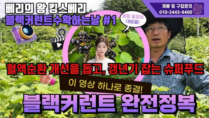 블랙커런트 재배 전정 관리 통풍 확보 병해 줄이기_3