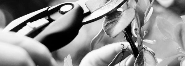 가지치기 방법: 시기