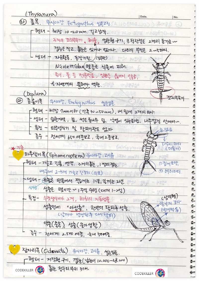곤충의 계통분류 - 좀목, 좀붙이목, 하루살이목, 잠자리목