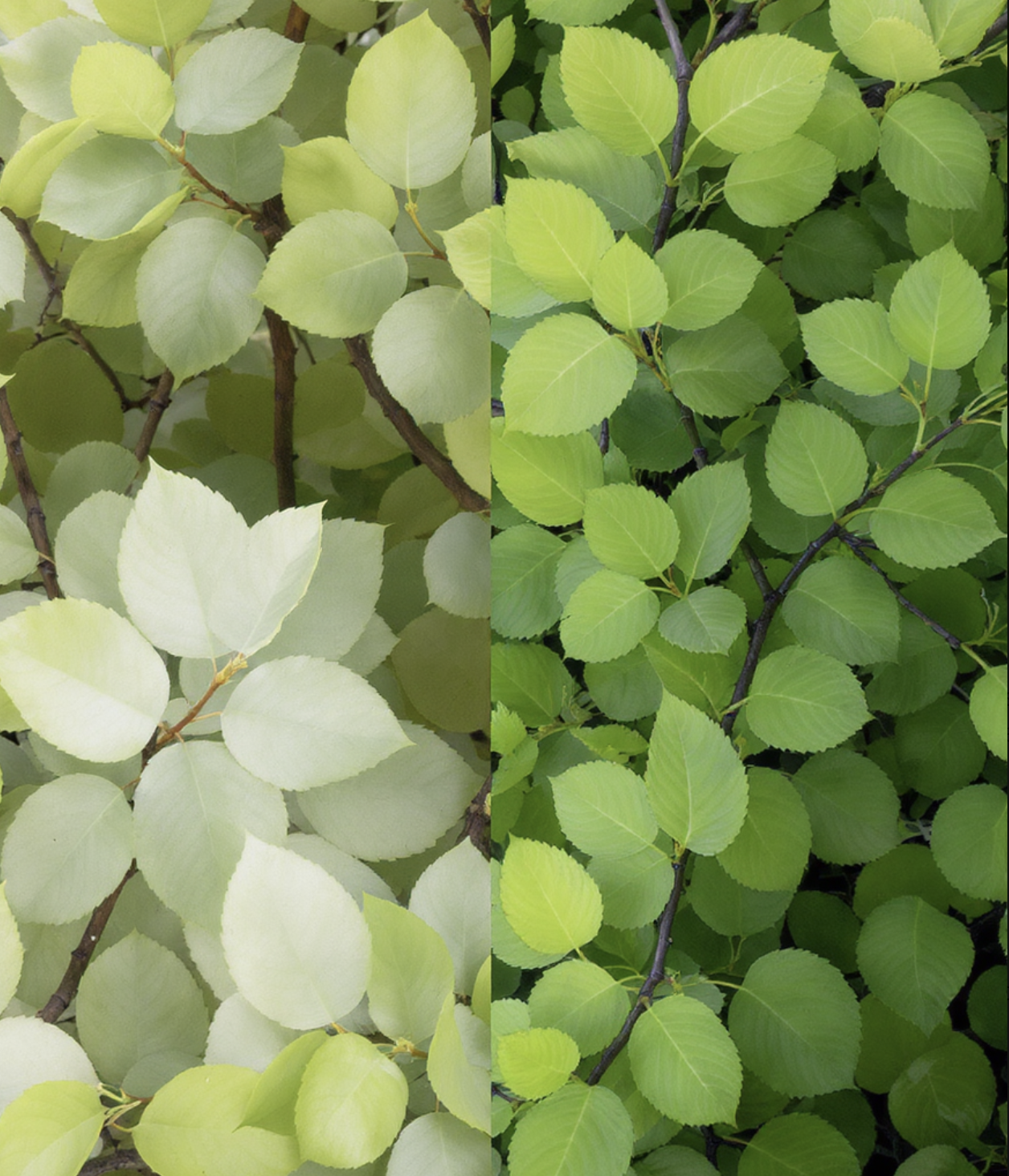 첫 번째 단서&amp;#44; 잎사귀를 만져보세요