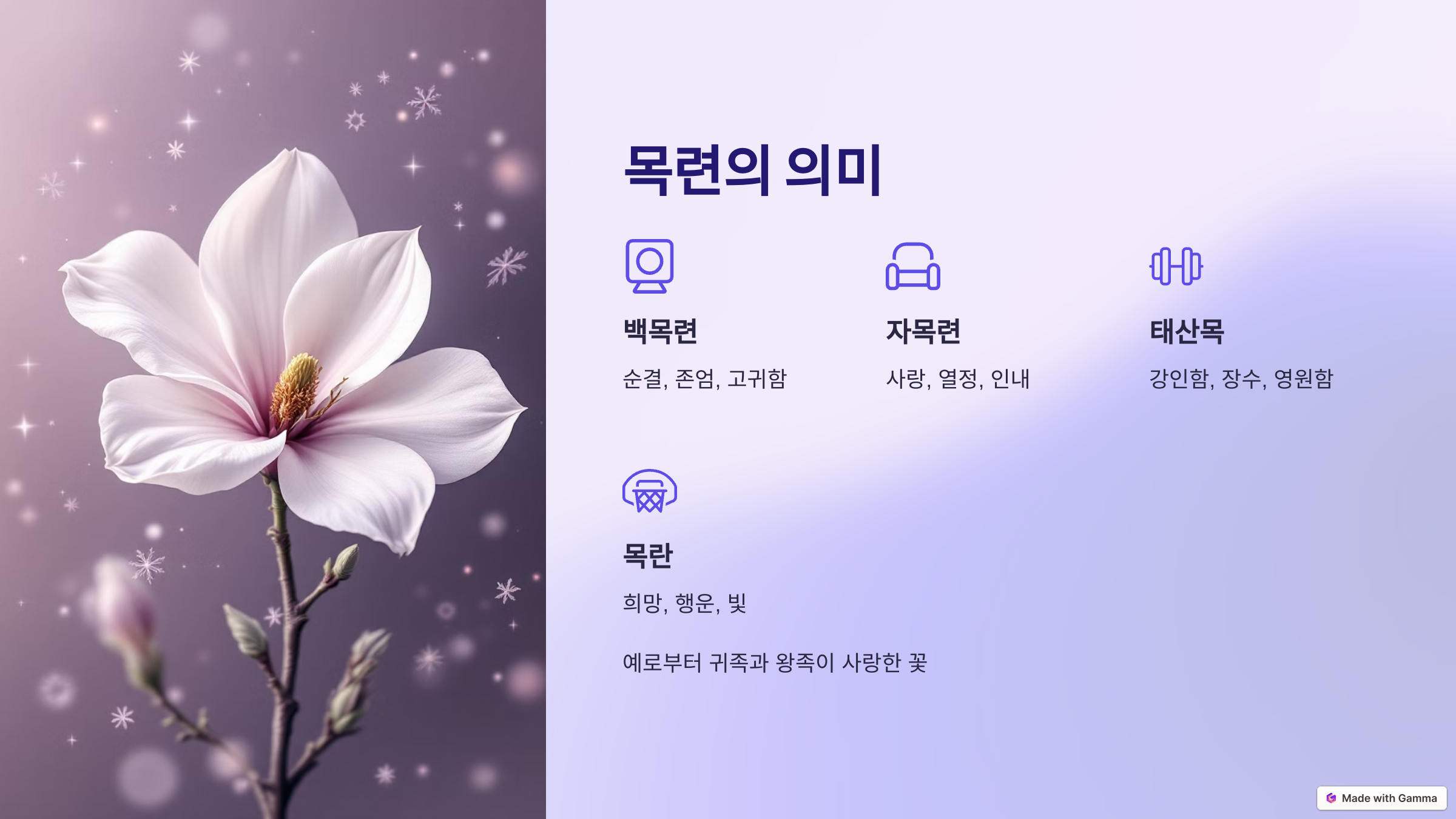 목련 사진
