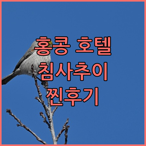 홍콩 호텔 선택 고민 끝! 침사추이