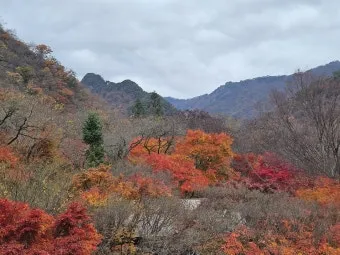 내장산 단풍 명소 단풍시기 산책로 사진스팟 한눈에_10