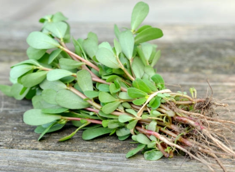 가을에 피는 꽃 쇠비름