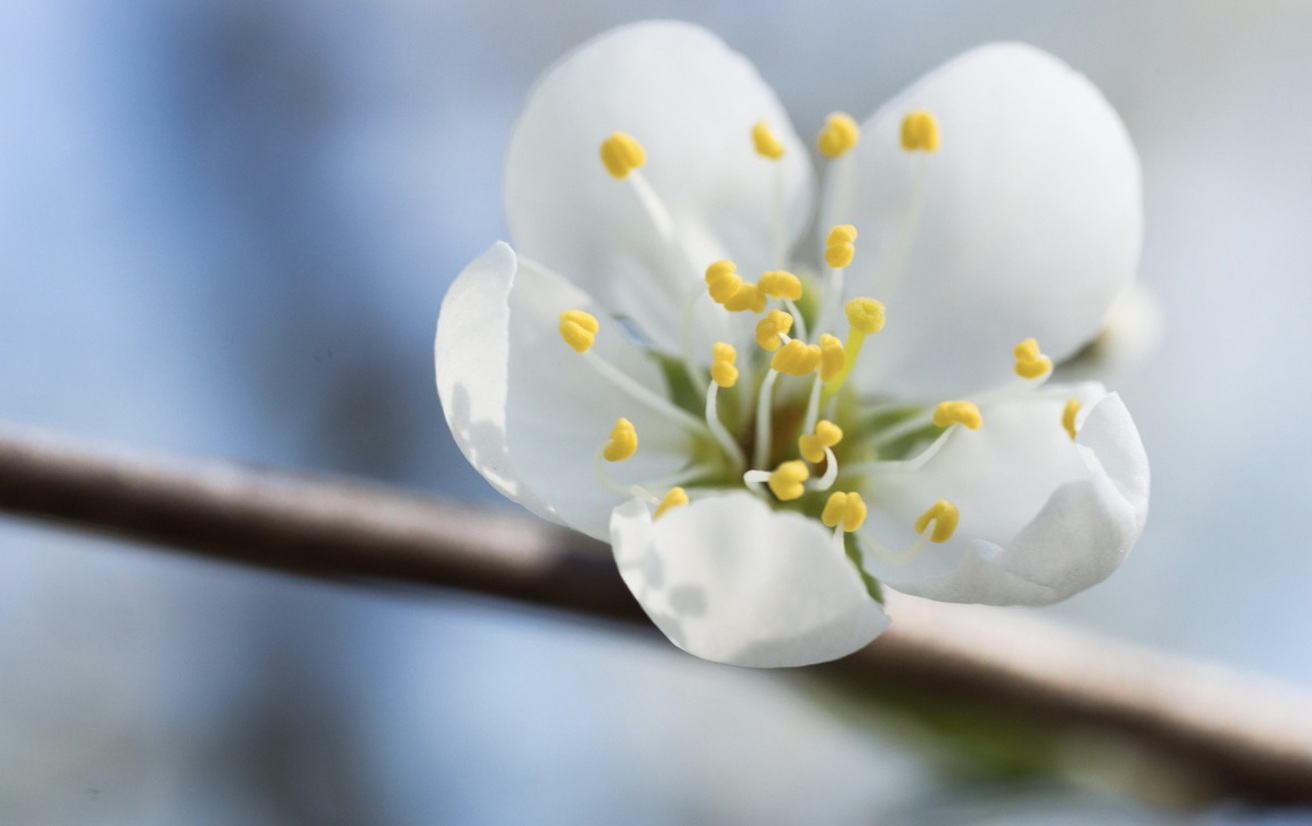 나무에 꽃이 펴있다