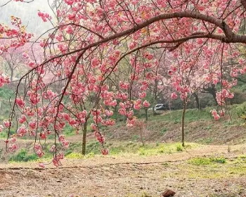 개심사 청벚꽃 개화시기 겹벚꽃 명소_14
