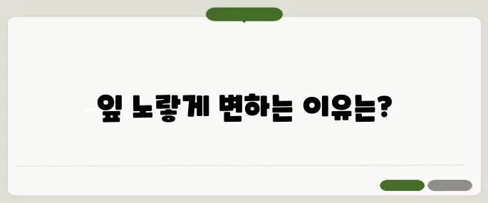 금전수 잎이 노랗게 변하는 이유 정리