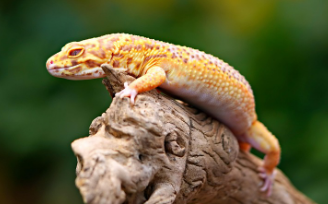 일본 파충류 애호가들의 입양 트렌드