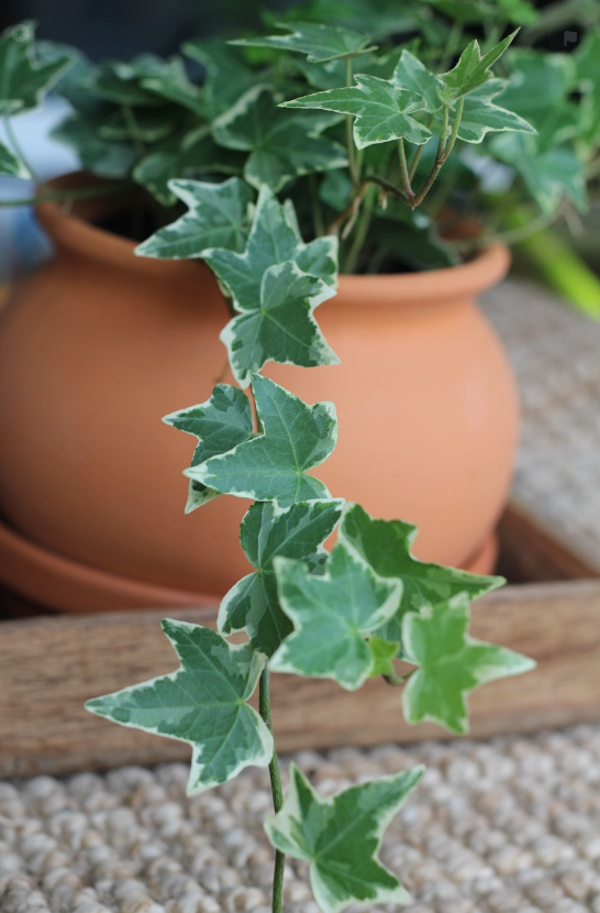 실내 식물의 공기정화 능력: 종류별 비교 분석