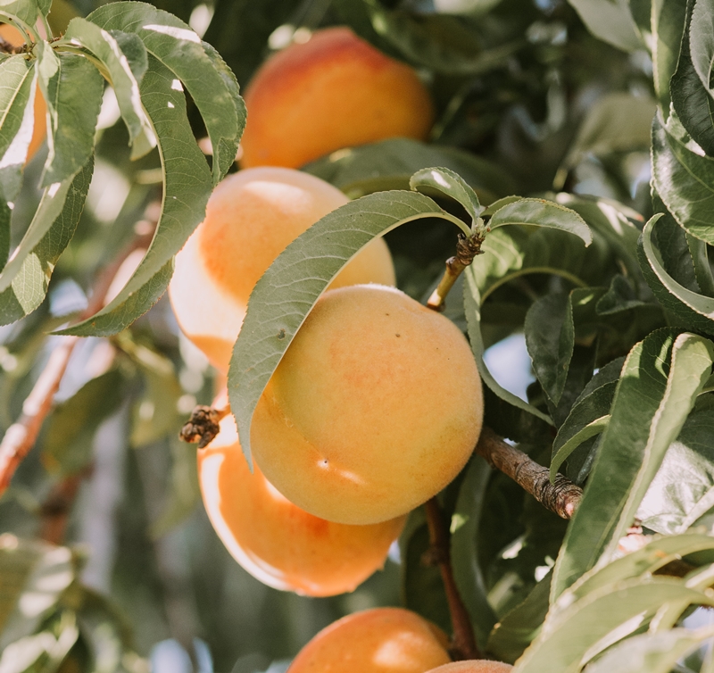 나무에-매달린-복숭아