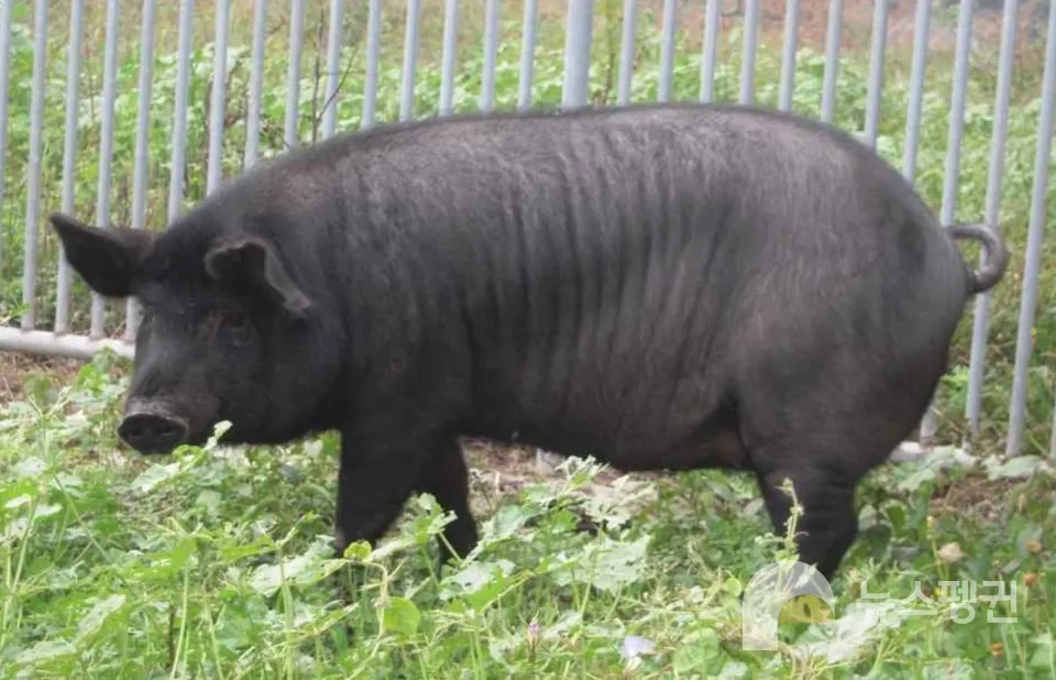 제주 흑돼지 거리 추천 고기집과 대기시간 정보_3