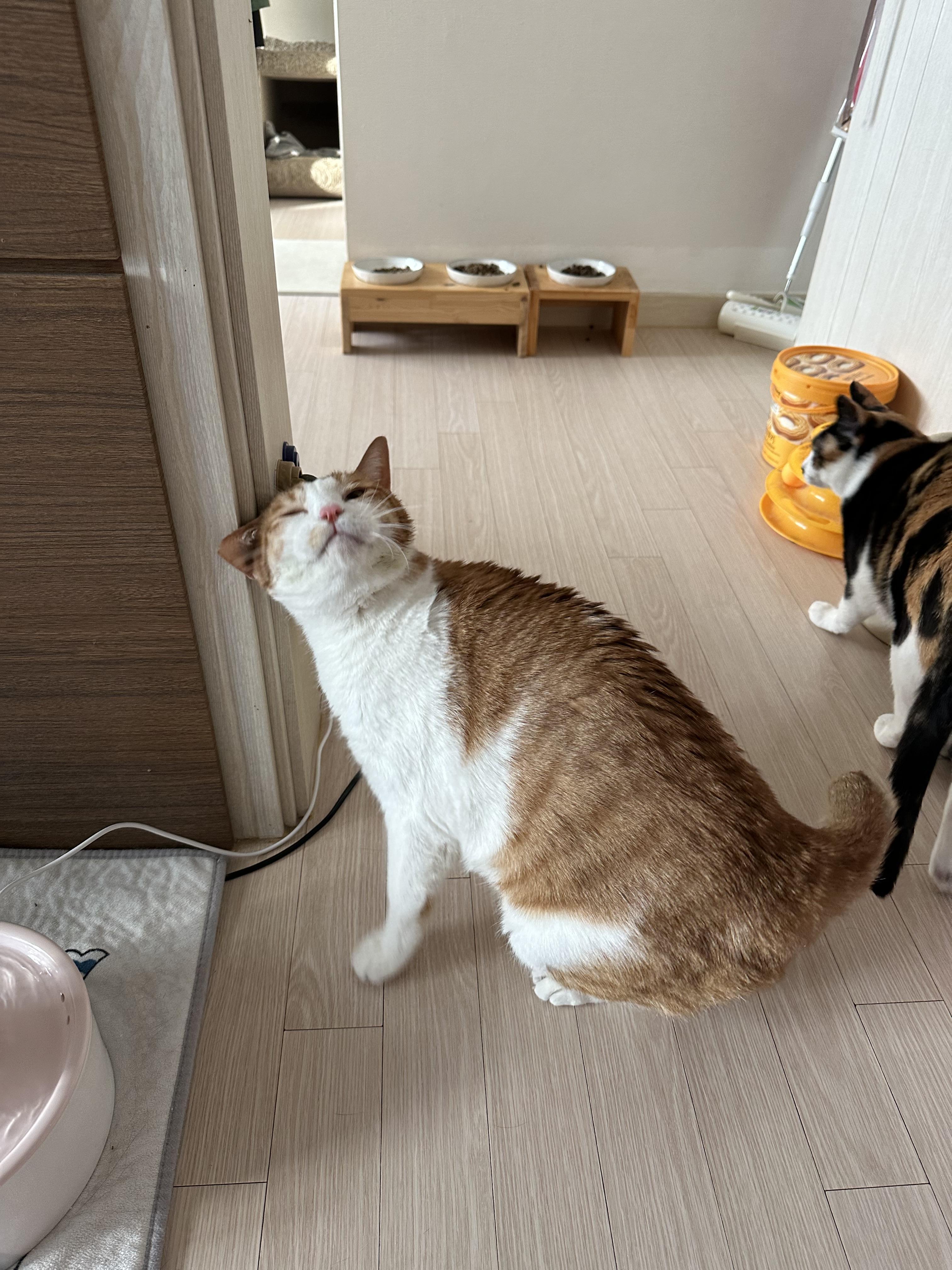 캣닢사탕에 무아지경인 냥냥이들.