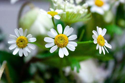 캐모마일 차란?