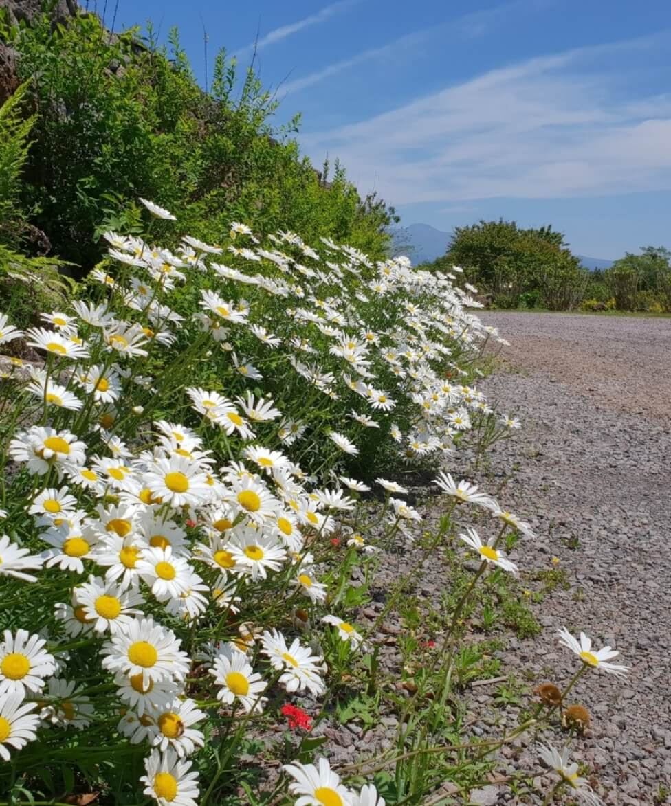 마노르블랑은 2천평이 넘는 정원에 7000여본에 장미와 유럽수국&amp;#44; 동백으로 꾸며진 환상적인 정원입니다