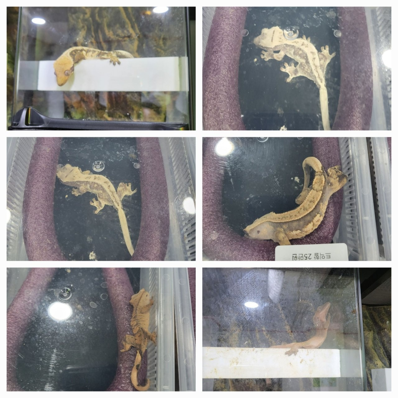 크레스티드 게코