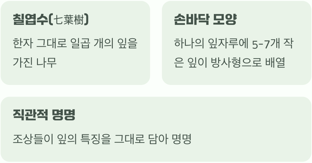 이름의 첫 단서&amp;#44; &amp;#39;일곱 개의 잎&amp;#39;