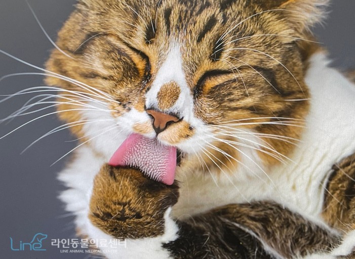 고양이 오버그루밍