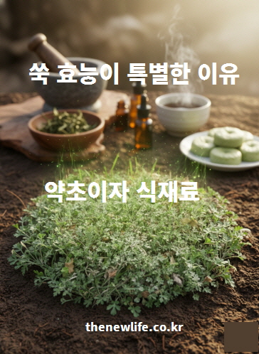 쑥 효능이 특별한 이유 – 약초이자 식재료로 활용된 전통적인 쑥의 모습
