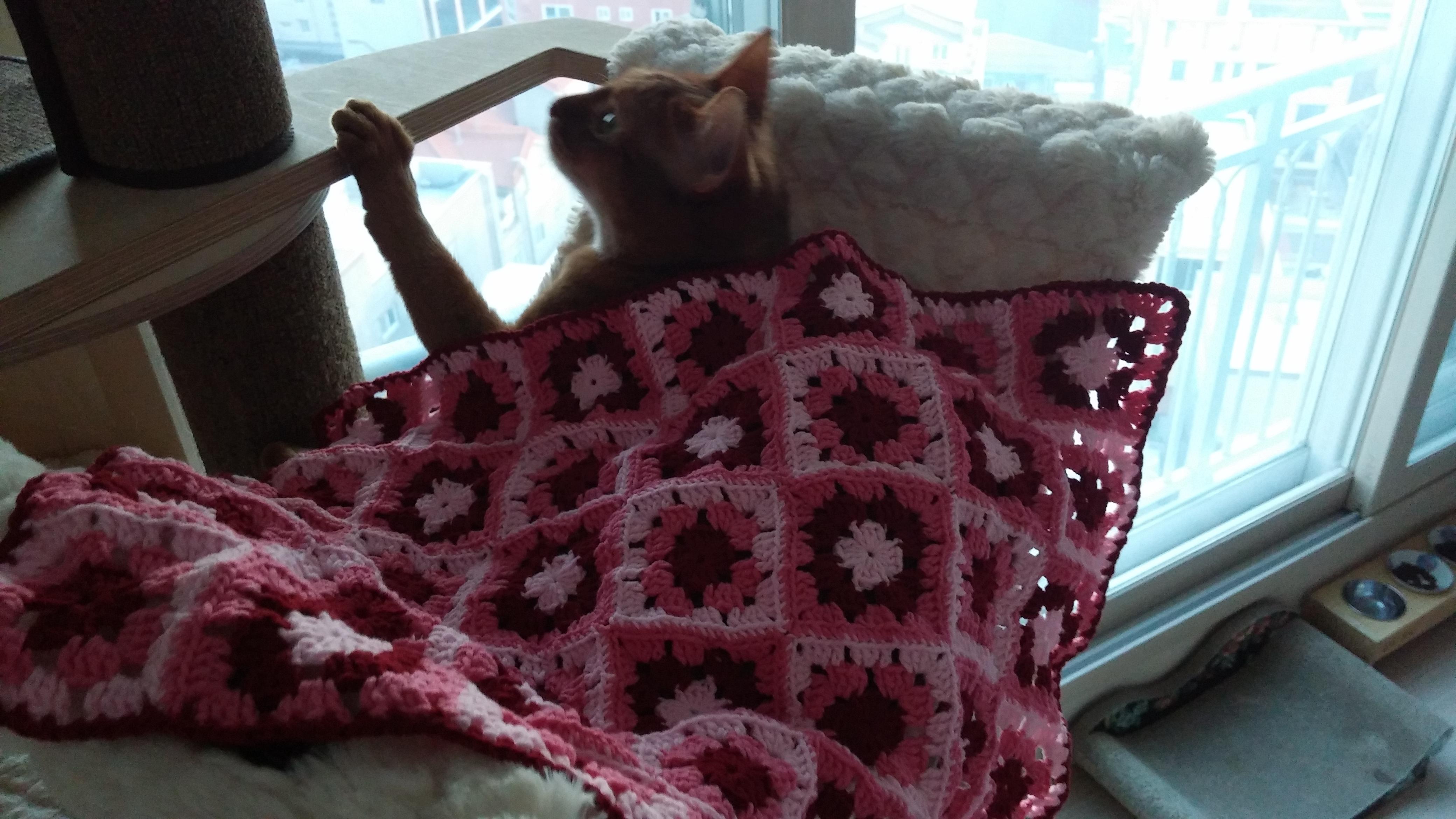 아비시니안 집지키는 고양이