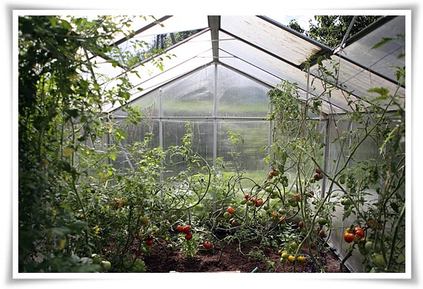 텃밭 "7월에 심기 좋은 작물" 가을 수확을 기대하는 황금 작물!