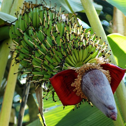 바나나 효능 부작용