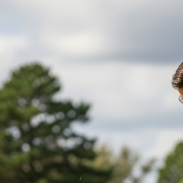 벌초 대행 서비스 비용 비교