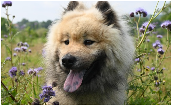 동물등록번호 확인