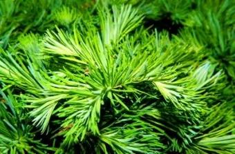 솔잎 효능수확기솔잎 효소 만드는법솔잎차세척활용법보관법까지_7