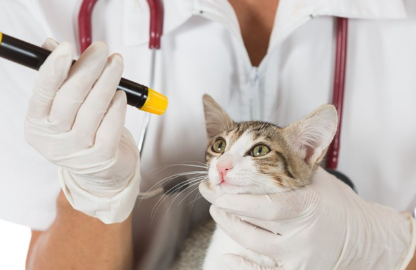 고양이의 눈을 검사하다.