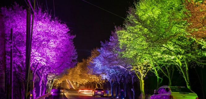 여주 흥천 남한강 벚꽃축제 완전정리 (일정, 볼거리, 주차)에 필요한 자료