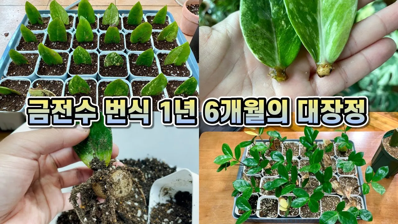 금전수 잎이 노래지는 원인 8가지 및 해결법 상세 설명_4