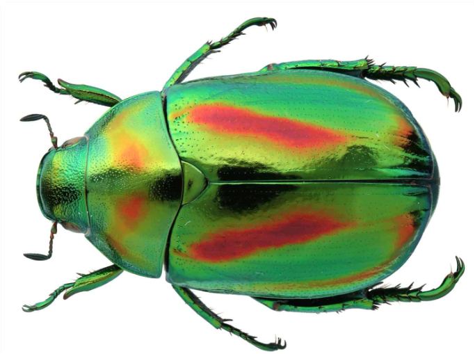 은빛-풍뎅이-곤충2
