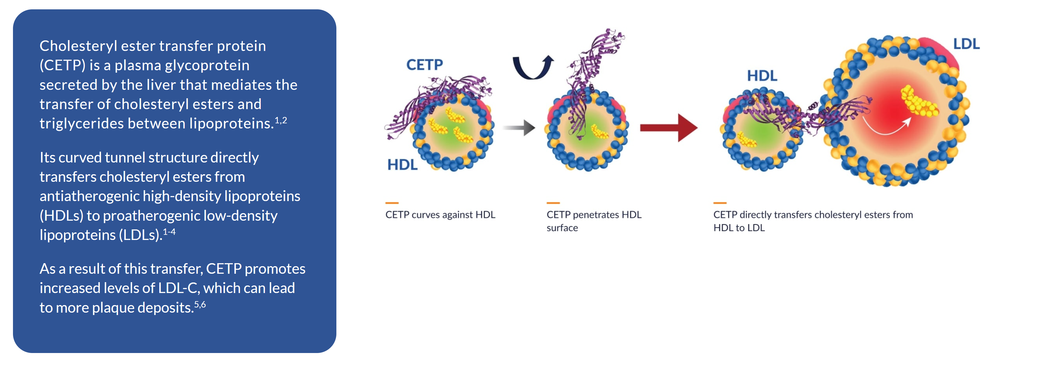 CETP 억제제, 오비세트라핍(Obicetrapib): 차세대 LDL-C 강하제의 가능성
출처: https://www.newamsterdampharma.com/cetp/