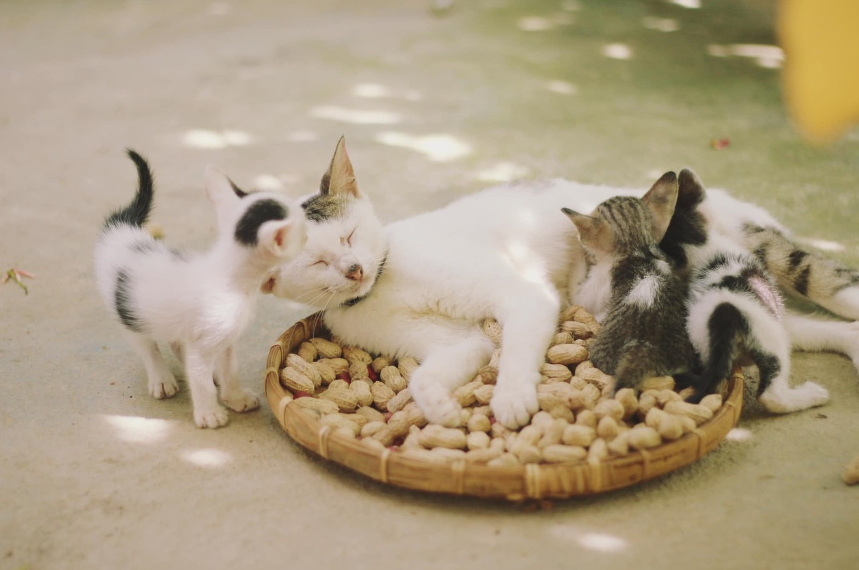 고양이 스트레스 해소 관련 사진