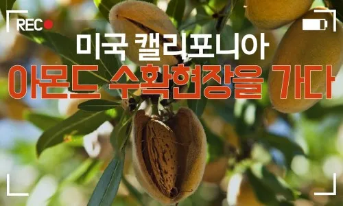 아몬드 재배 개화기 저온 대책 수분수 관리_8