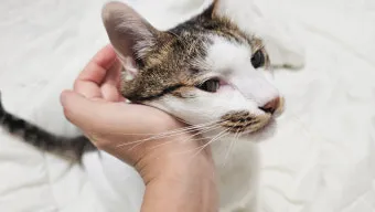 코숏 고양이 털색깔 종류 성격 수명_11