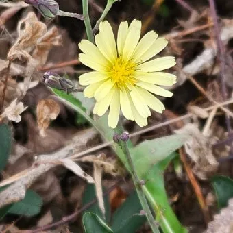 왕고들빼기 효능과 섭취시 주의사항 건강 정보_12
