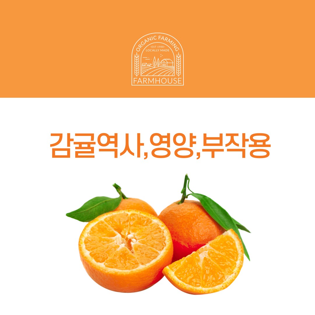 감귤이미지