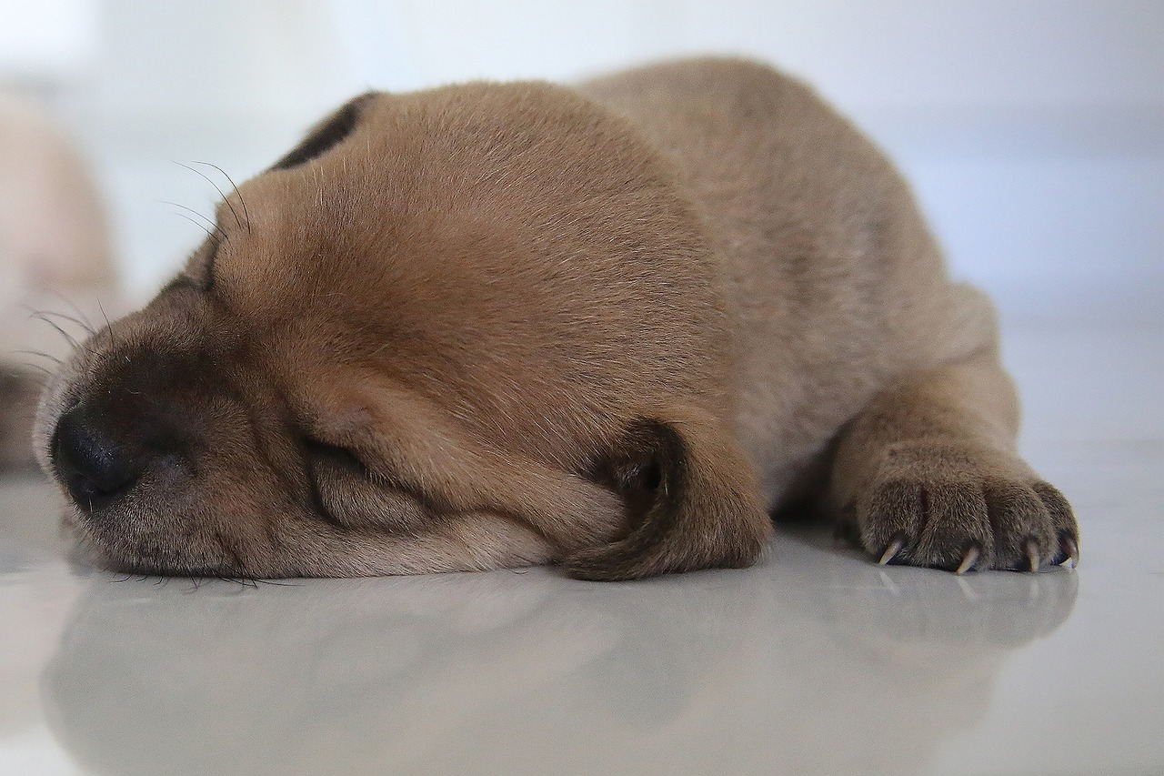 잠자는 강아지