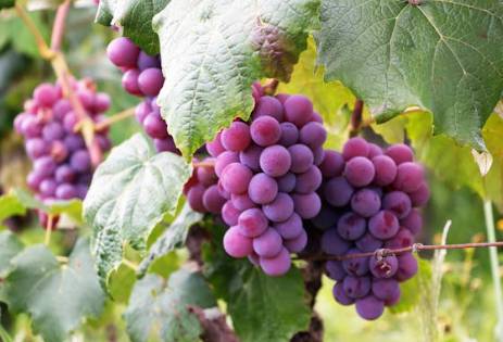 2025 처서 날짜·뜻 총정리|‘처서 매직’은 뭘까? 올해 전망까지