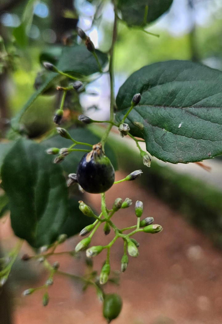 노린재나무 열매2