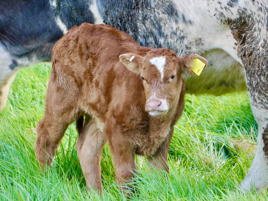 Livestock